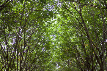 Obraz premium Top of tree rubber plant with light on the sky.