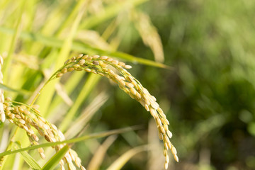 稲田のパターン