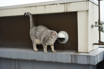 外のエジプシャンマウ