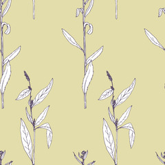 Seamless pattern with drawing herbs and flowers