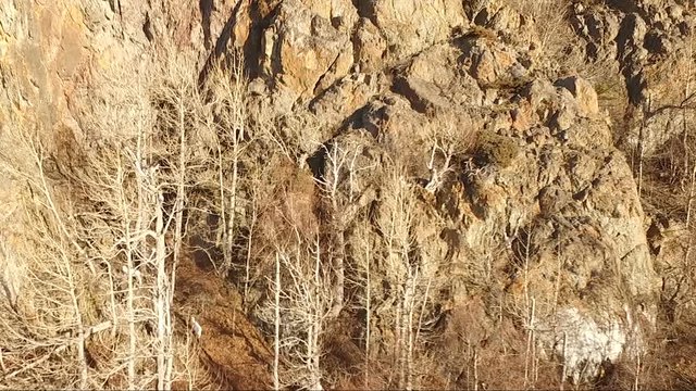 Dahl Sheep Climp High into Chugach Mountains Alaska