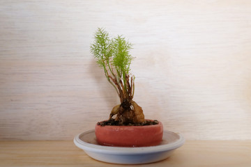 Small bonsai tree in flowerpot on wooden background
