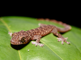 Spotted House Gecko (Gekko monarchus)
