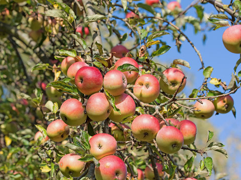 Reife Äpfel, Malus, Apfelbaum, Erntezei