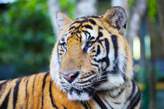 Portrait of a bengal tiger.p