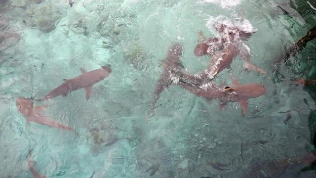 Blacktip reef sharks (Carcharhinus melanopterus) scavenging over fish scraps thrown into ocean 