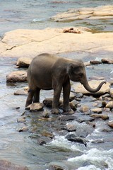 Elefanten beim Baden 15