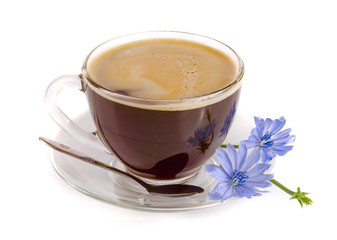 Chicory cup and chicory flower isolated on white background