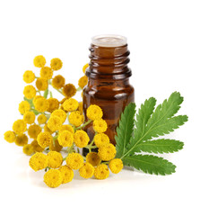 essential tansy oil with flowers and leaf isolated on white background