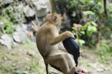 monkeys family on hill park of Phuket