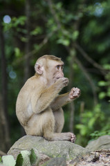 Fototapeta na wymiar monkeys family on hill park of Phuket