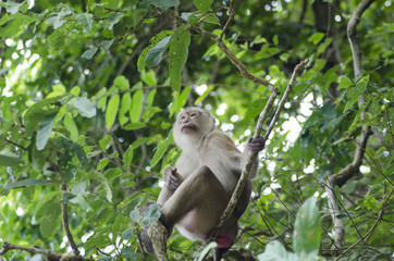 monkeys family on hill park of Phuket