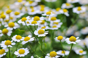 Blooming chamomile field (background, closeup, shallow depth of field)