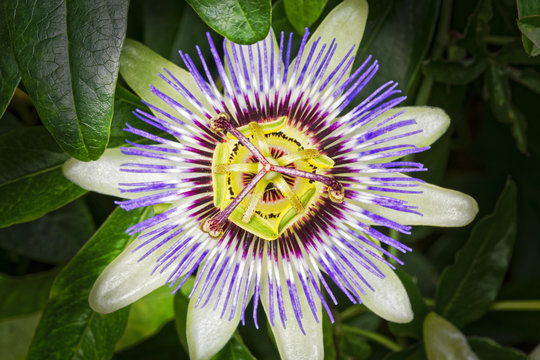 Close up image of a Passion Flower in full bloom against a dark background 