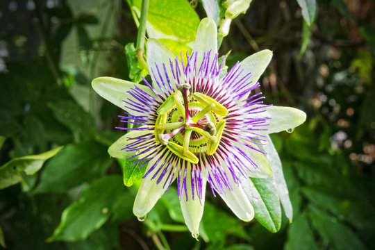 Close up of an open Passion Flower after the rain