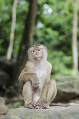 Naklejka premium monkeys family on hill park of Phuket