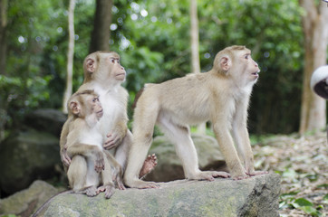 monkeys family on hill park of Phuket