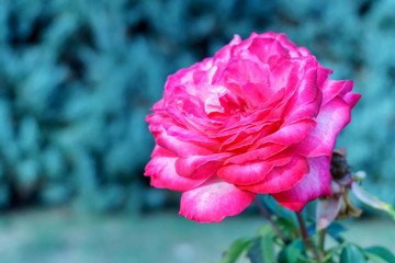 Beautiful, delicate rose in the garden