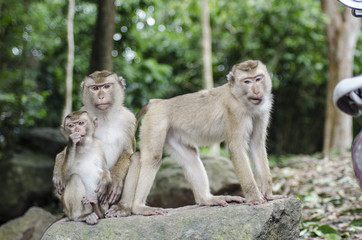 Fototapeta na wymiar monkeys family on hill park of Phuket