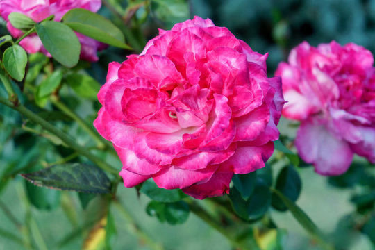 Beautiful, delicate rose in the garden