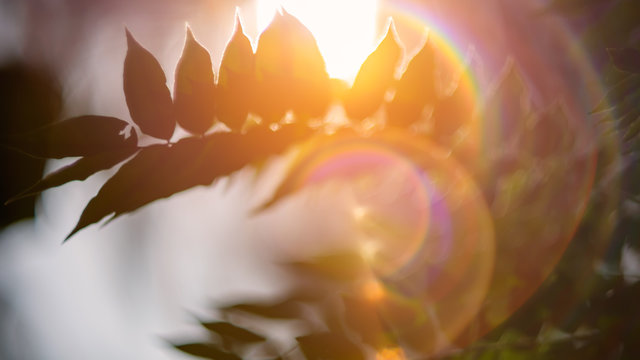 Blurred image -  Leaf with sunlight and lens flare light.