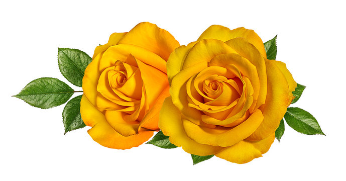 Yellow roses isolated on white