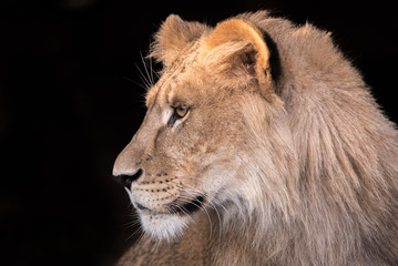 Fototapeta na wymiar Young lion in profile