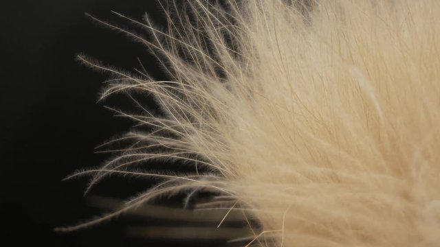 White fluff - Swirl of dust in the air