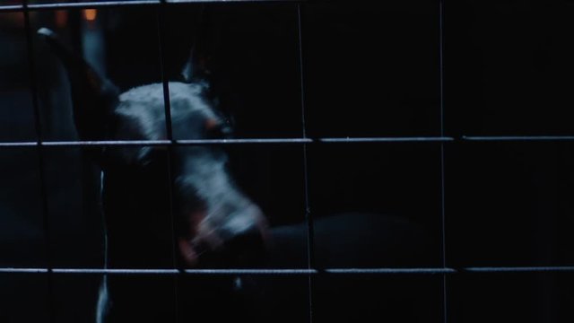 Angry dog in slow motion. Doberman