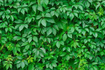 Fototapeta na wymiar background of green leaves of wild grapes