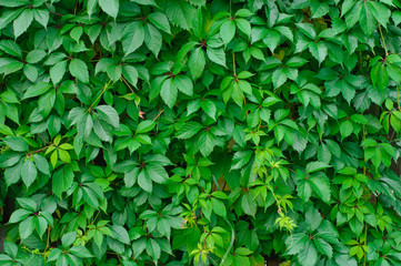 Fototapeta na wymiar background of green leaves of wild grapes
