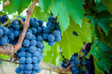 Ripe grapes in fall. autumn harvest.