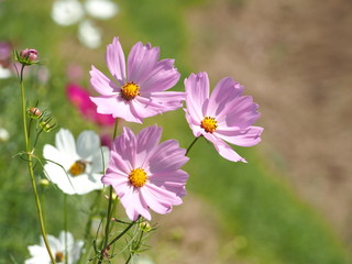 沿道に咲く秋桜
