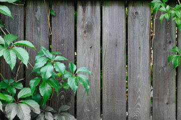 background of fence boards and green leaves of wild grapes