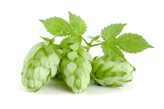 hop cones with leaf isolated on white background close-up