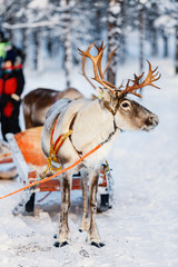 Fototapeta premium Reindeer safari