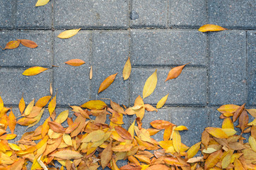 Yellow Fallen Autumn Leaves on the on the Sidewalk Paved with Gray Concrete Paving Stones Top View. Autumn Approach, Season Change Concept