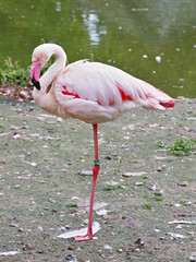 Flamingo in pilsner zoo