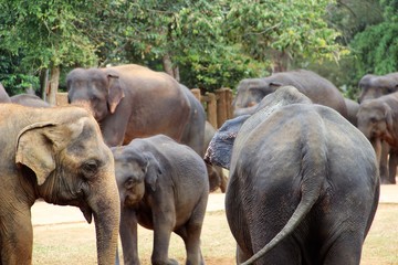 Elefanten nach dem Bad 2