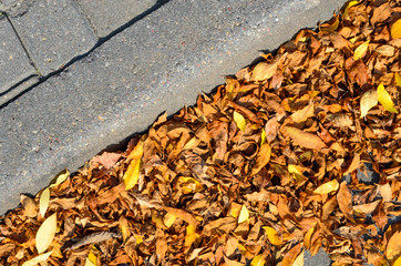 Yellow Fallen Autumn Leaves on the on the Sidewalk Paved with Gray Concrete Paving Stones Top View. Autumn Approach, Season Change Concept