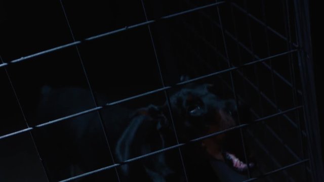 Angry dog in slow motion. Doberman