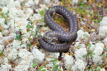 Fototapeta premium Siberian viper in the wild