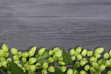 Fresh green hop cones on black wooden background. Ingredient for beer production. Top view with...