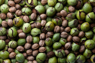 Fall harvest of fresh ripe walnuts, food background