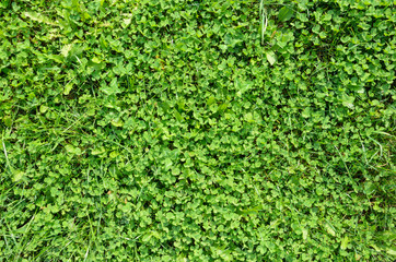 Texture of a Clover Lawn. Background of a Green Clover Texture