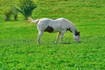 Obraz na płótnie Canvas Horse on the Pasture