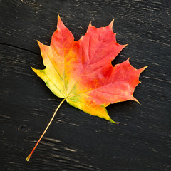 Autumn maple leaf
