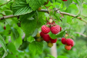 Autumn landscape. Ripe red raspberries on a Bush on a background of green foliage, closeup