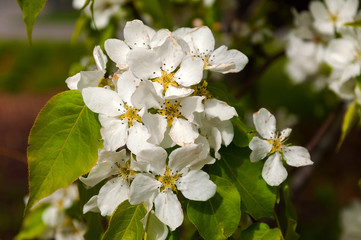 Obraz premium closeup of the beautiful pear blossom in spring