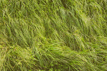 Long Green Grass Texture Top View. Nature Background. Faded Film Processing